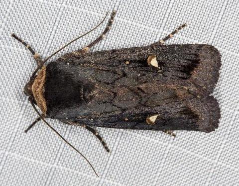 Proteuxoa testaceicollis