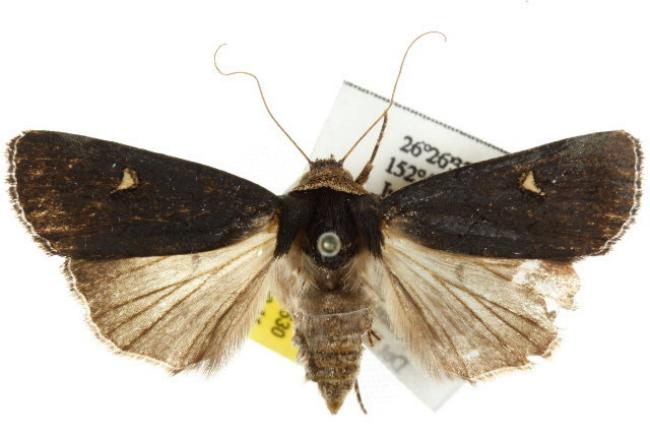 Proteuxoa testaceicollis