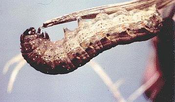Proteuxoa tortisigna