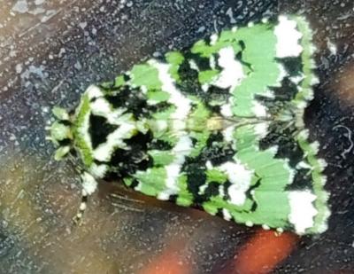 Thalatha trichroma