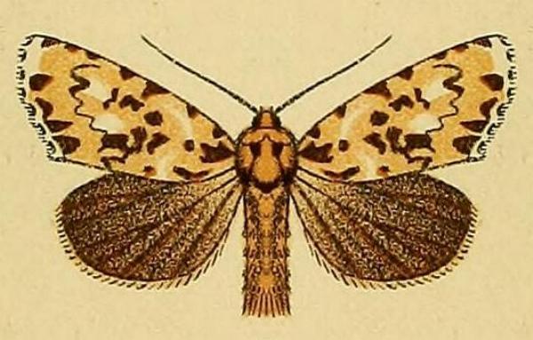 Thalatha trichroma