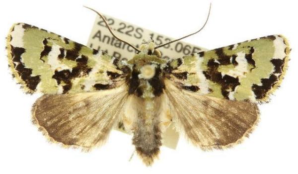 Thalatha trichroma