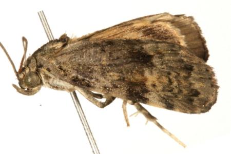 Aucha triphaenoides