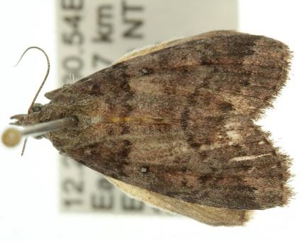 Eccleta xuthophanes