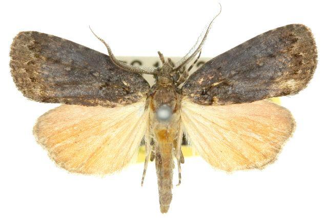 Eccleta xuthophanes