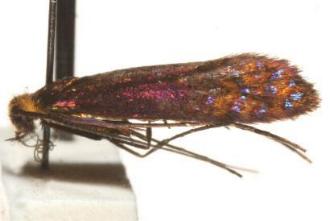 Adela aethiops