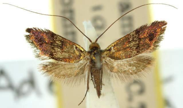Nemophora sparsella