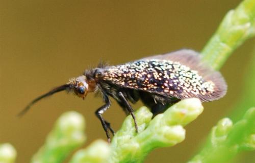 Aenigmatinea glatzella