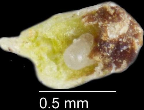 Aenigmatinea glatzella