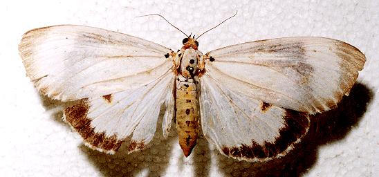 Neochera dominia