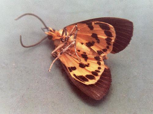 Asota plagiata underside