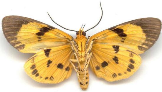Asota plagiata underside