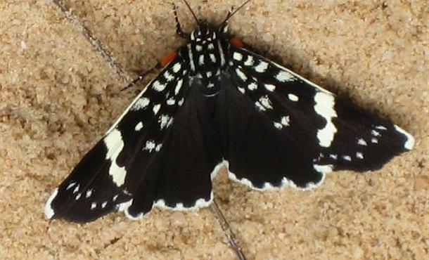 Idalima affinis