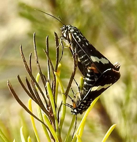 Idalima affinis