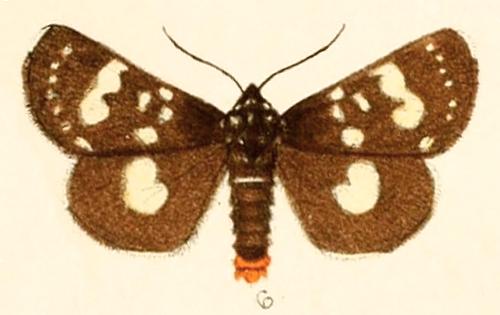 Periscepta butleri