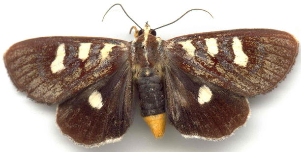 Mimeusemia centralis
