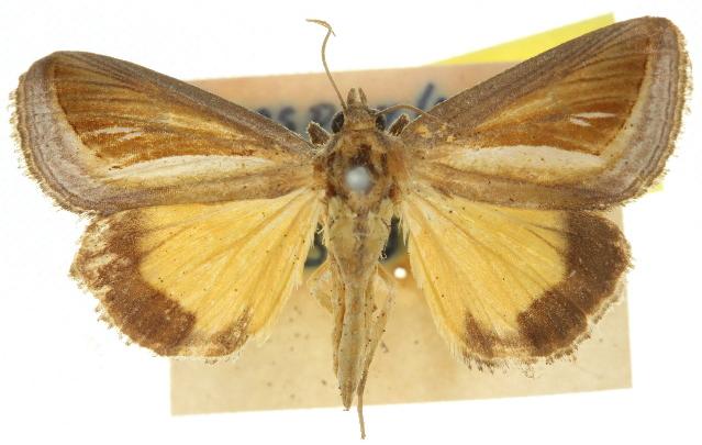 Leucogonia cosmopis