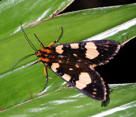 Periopta diversa