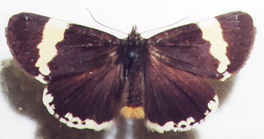 Eutrichopidia latinus