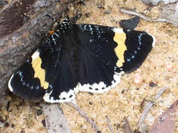 Eutrichopidia latinus