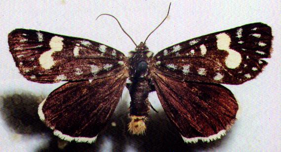 Periscepta polysticta