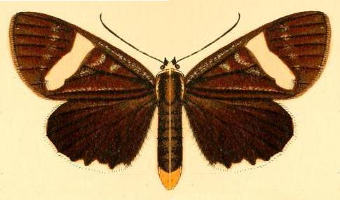 Mimeusemia simplex