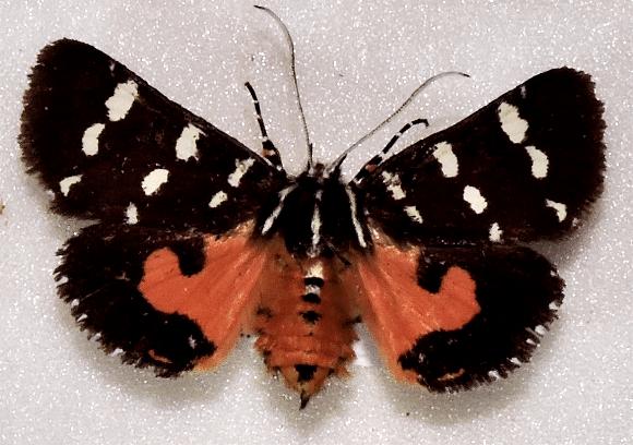 Hecatesia thyridion