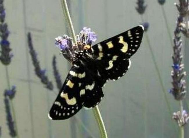 Phalaenoides tristifica