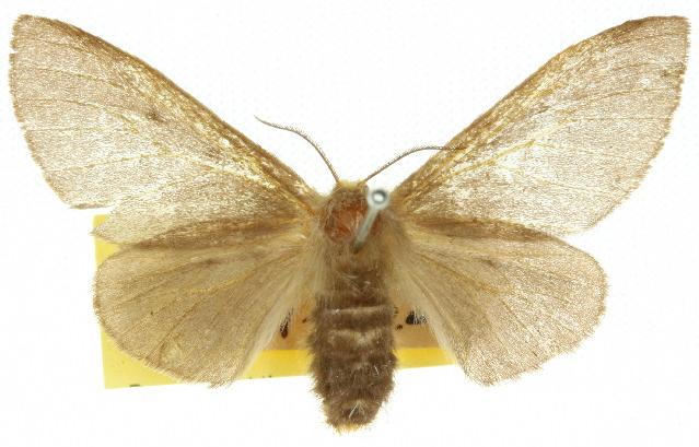 Nataxa amblopis