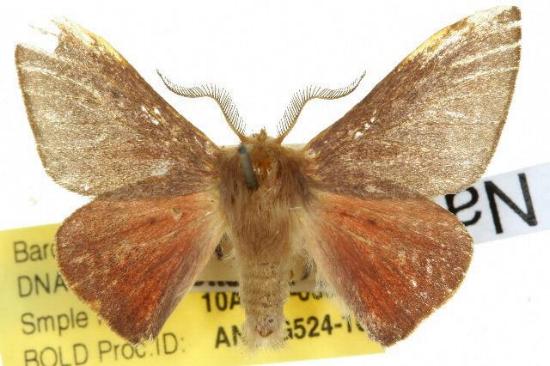 Nataxa amblopis