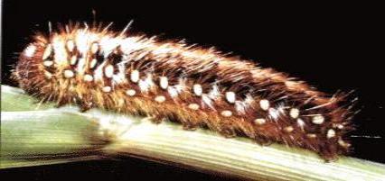 Pterolocera amplicornis
