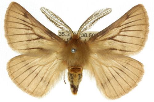 Pterolocera amplicornis
