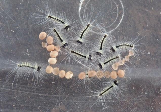 Anthela astata