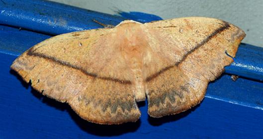 Anthela astata