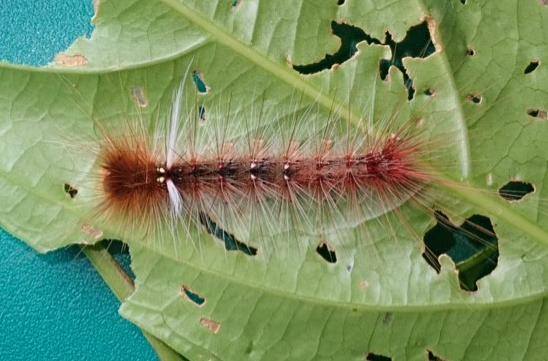 Anthela astata