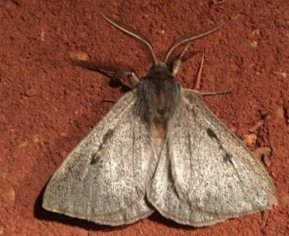Anthela clementi
