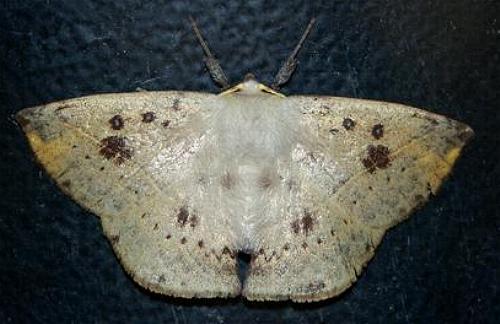 Anthela deficiens