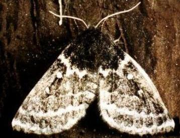 Anthela denticulata