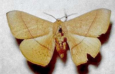 Anthela excellens