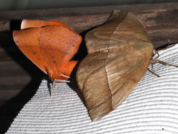 Anthela excellens