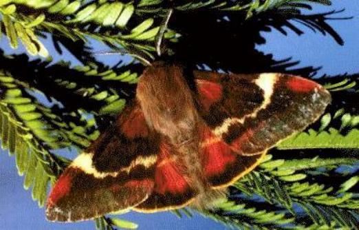Nataxa flavescens