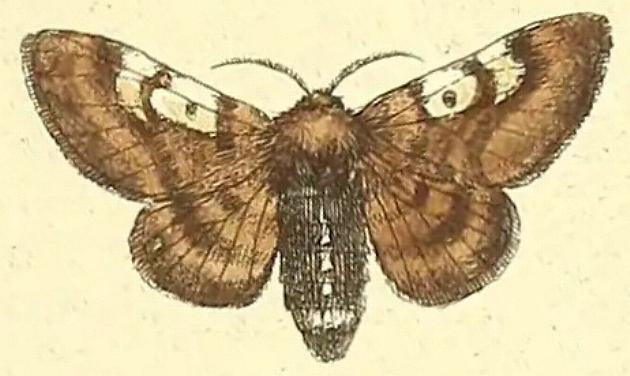 Nataxa flavescens