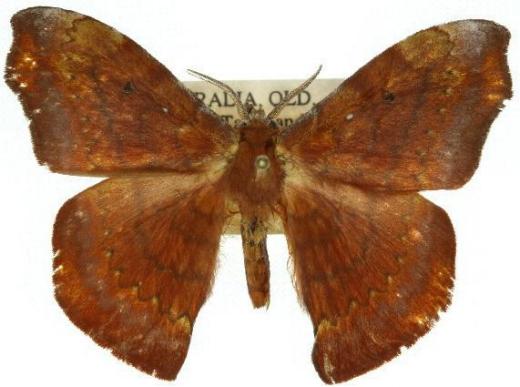 Chenuala mariannae