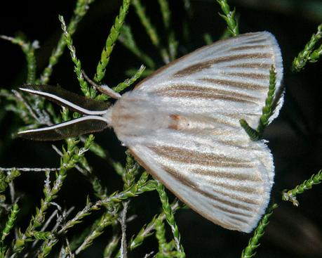 Anthela neurospasta