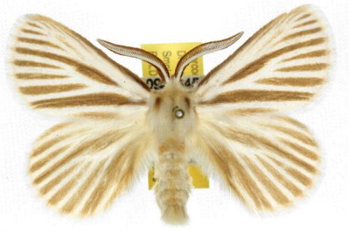 Anthela neurospasta