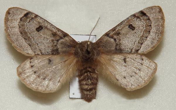 Anthela ochroptera