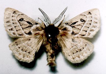 Anthela oressarcha