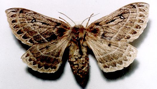 Anthela oressarcha