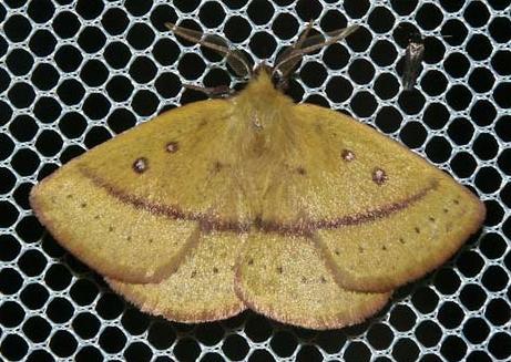 Anthela phaeodesma