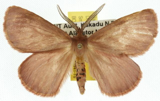 Anthela pudica